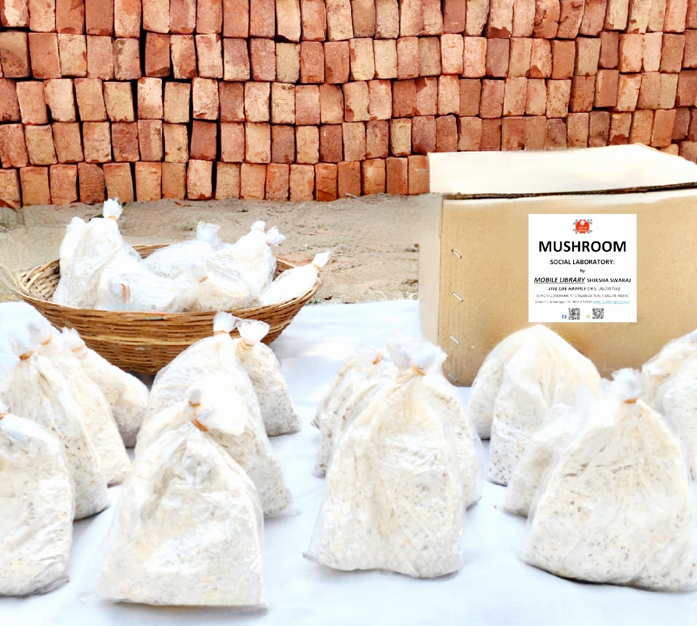 Oyster Mushroom Spawn (seeds) - Live Life Happily